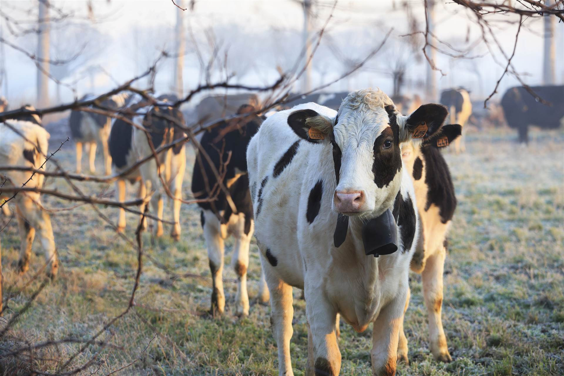 L’ALLEVAMENTO CREMONESE ACCUSATO DI MALTRATTAMENTI NON FA PARTE DELLA FILIERA CERTIFICATA DEL GRANA PADANO DOP  L’ALLEVAMENTO CREMONESE ACCUSATO DI MALTRATTAMENTI NON FA PARTE DELLA FILIERA CERTIFICATA DEL GRANA PADANO DOP 