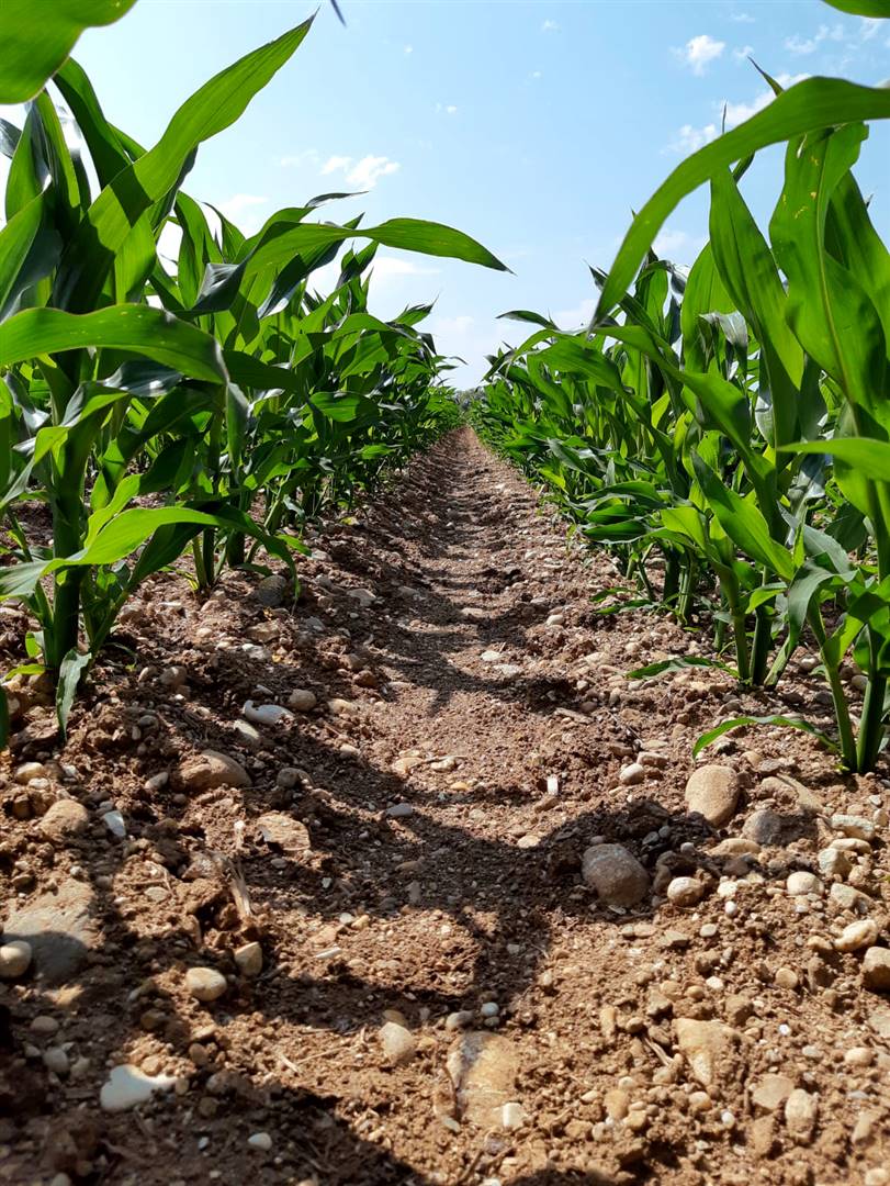 AF-X1 2022, AGENTE DI BIOCONTROLLO PER LA RIDUZIONE DELLE AFLATOSSINE NEL MAIS AF-X1 2022, AGENTE DI BIOCONTROLLO PER LA RIDUZIONE DELLE AFLATOSSINE NEL MAIS