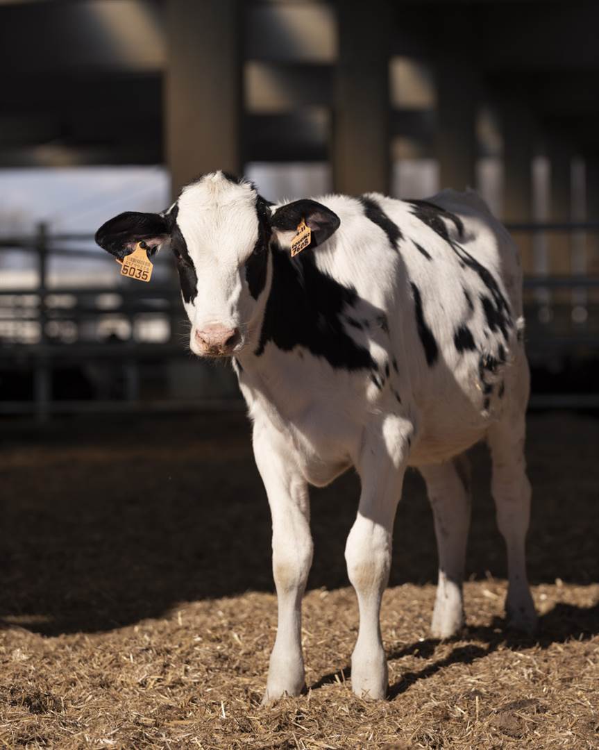 AL VIA IL RINNOVO DELLA VALUTAZIONE SUL BENESSERE ANIMALE NELLA FILIERA DEL GRANA PADANO DOP AL VIA IL RINNOVO DELLA VALUTAZIONE SUL BENESSERE ANIMALE NELLA FILIERA DEL GRANA PADANO DOP
