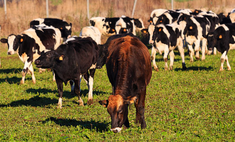 Alimentacion de las vacas