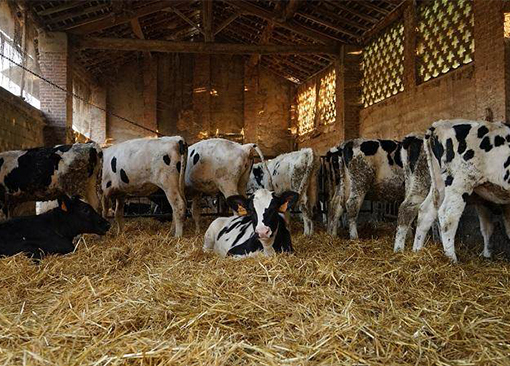 azienda agricola garbelli_gallery3